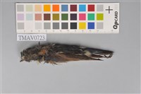 藏品(藍尾鴝)的圖片